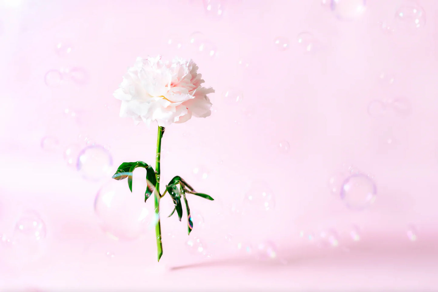 Lait Nettoyant et bain moussant Pivoine - Pivoinerie Lili