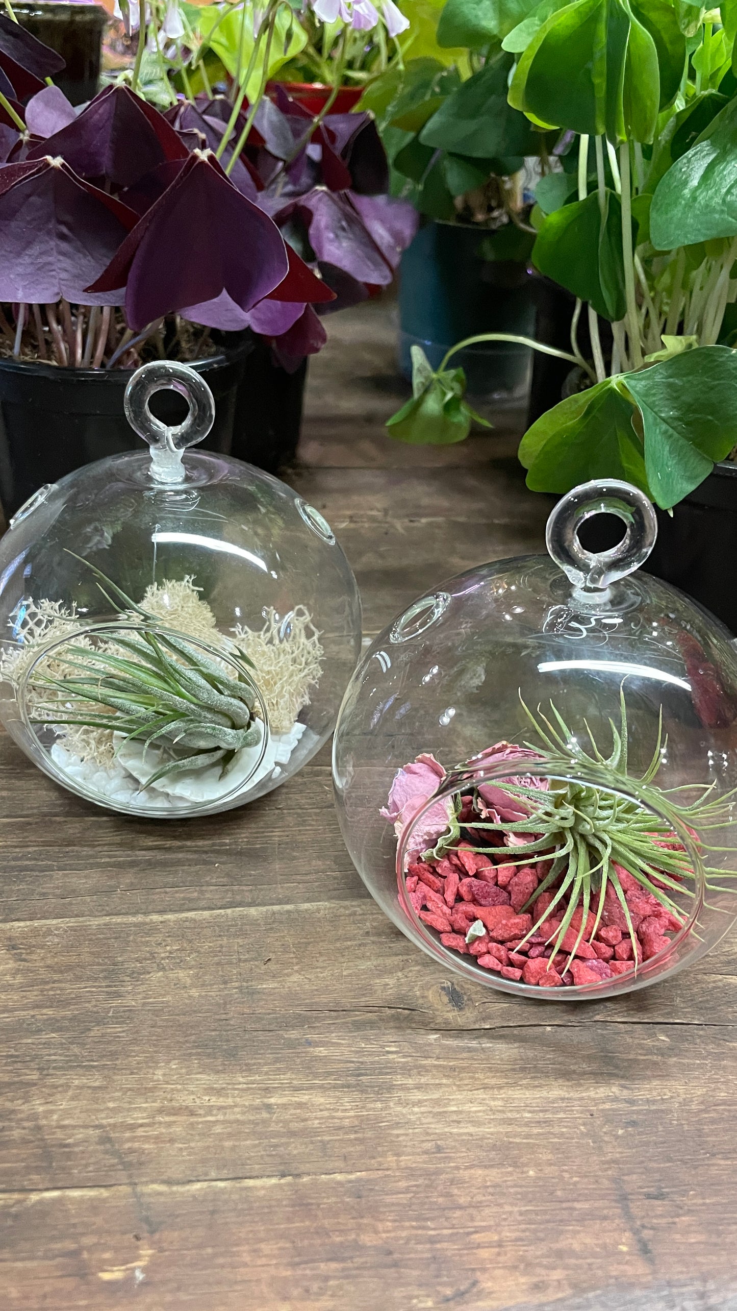 Atelier enfant 6-12 ans "Jardin de Tillandsia"