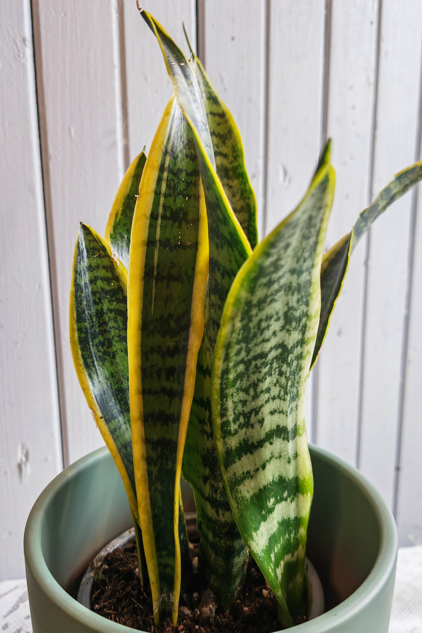 Sansevieria trifasciata Laurentii