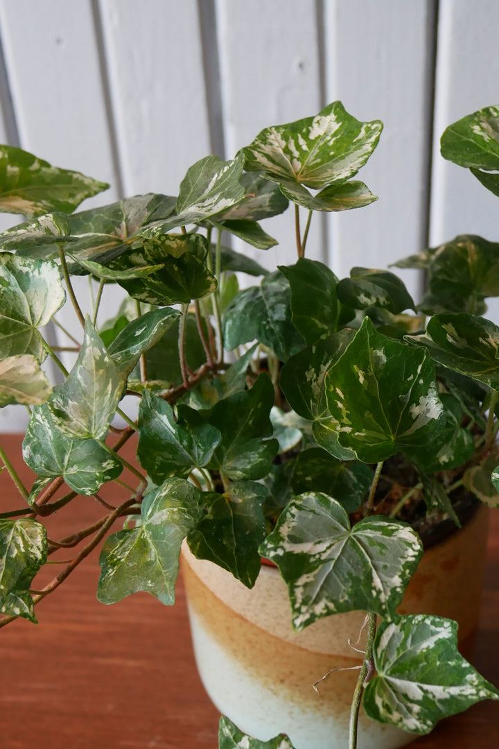 Hedera helix (Ivy)