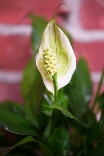 Peace lily (Spathiphyllum)
