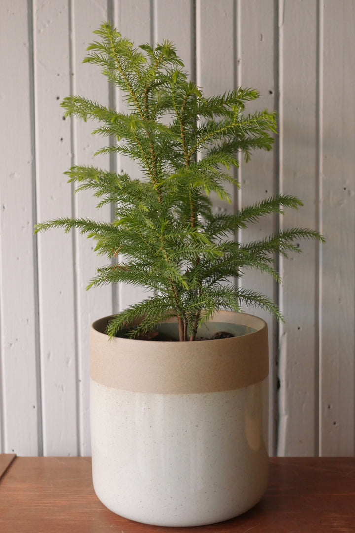 Norfolk Pine (Araucaria heterophylla)