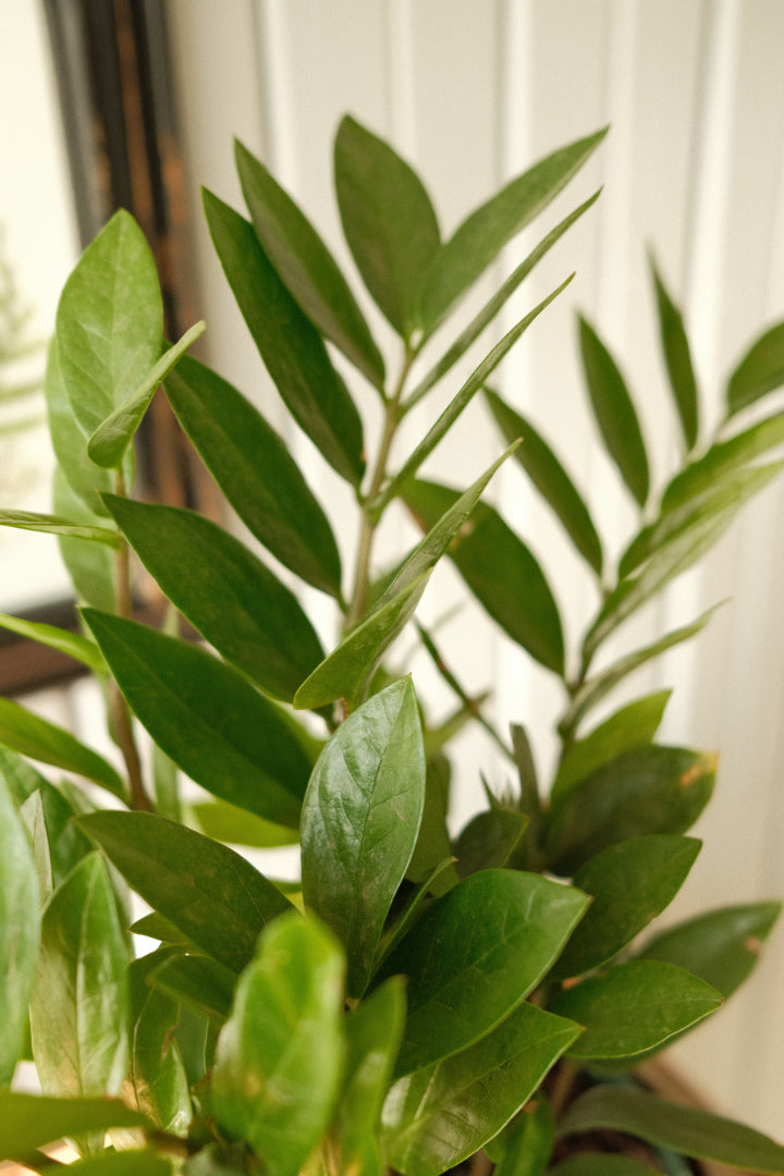 Zamioculcas Zamifoliaa (ZZ Plant)