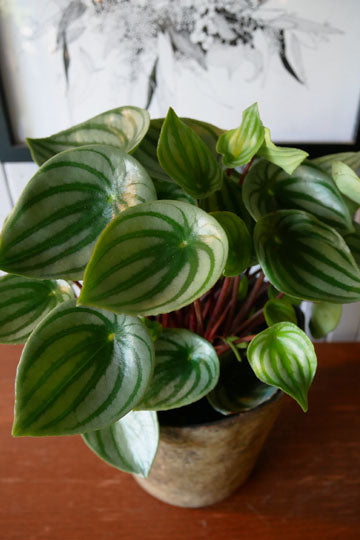 Peperomia argyreia “Watermelon”