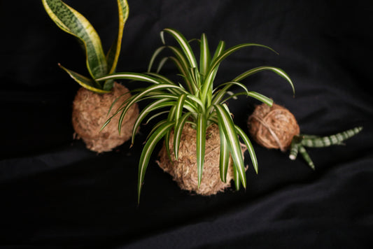 Le Kokedama, c’est quoi ?