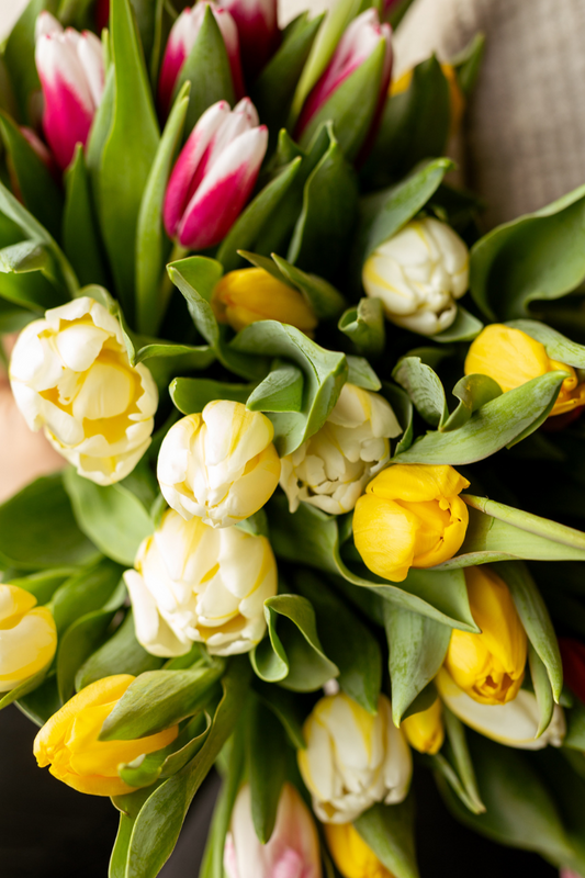 Bouquet de tulipes - Île-du-Prince-Edouard