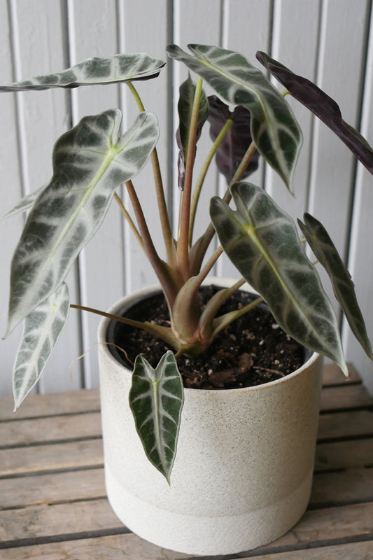 Alocasia amazonica "Polly"