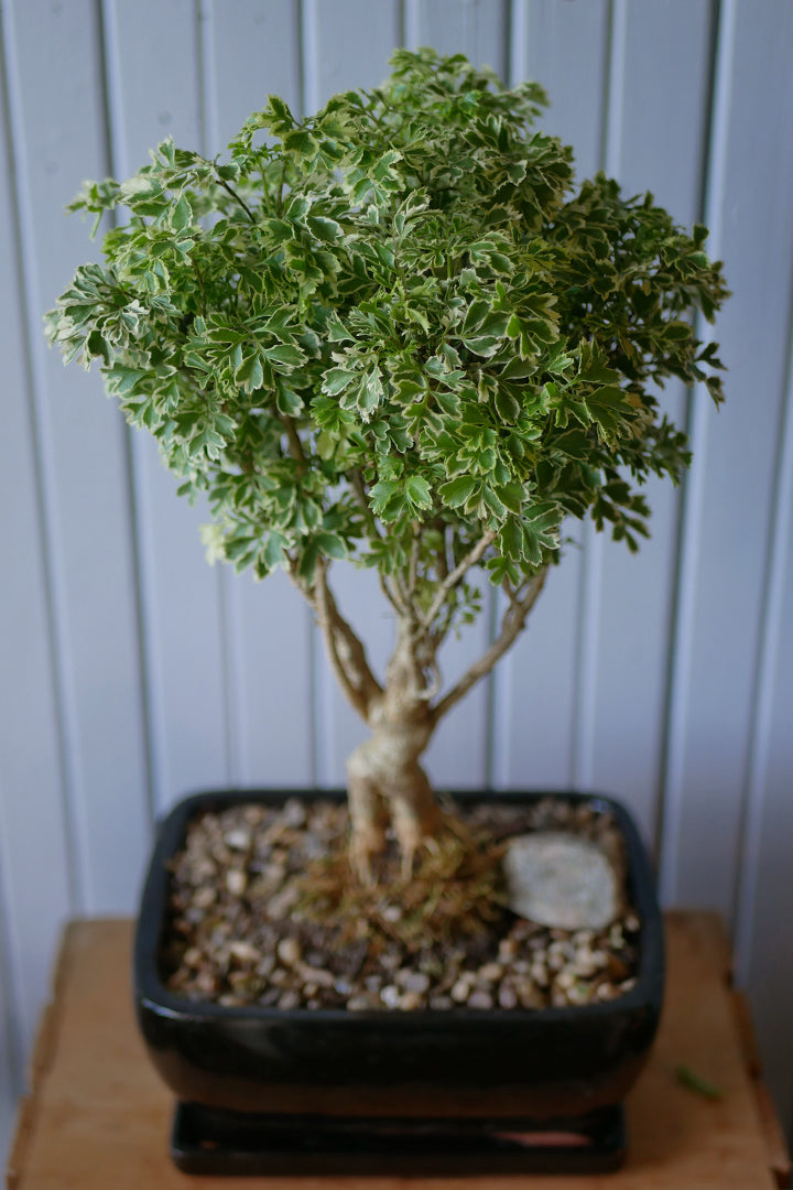 Bonsai - Aralia Ming