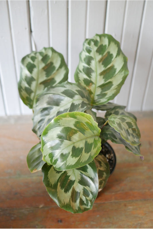 Calathea « Helen Kennedy »