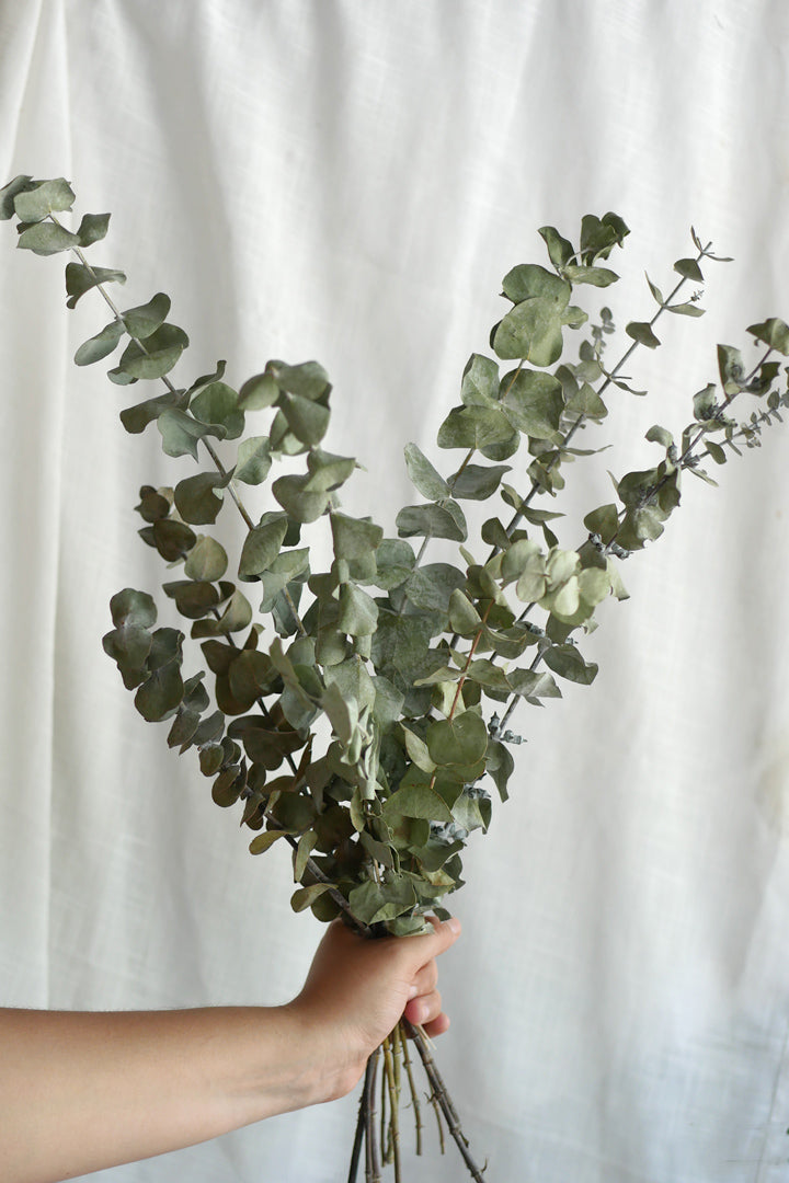 Honoka (eucalyptus séché)