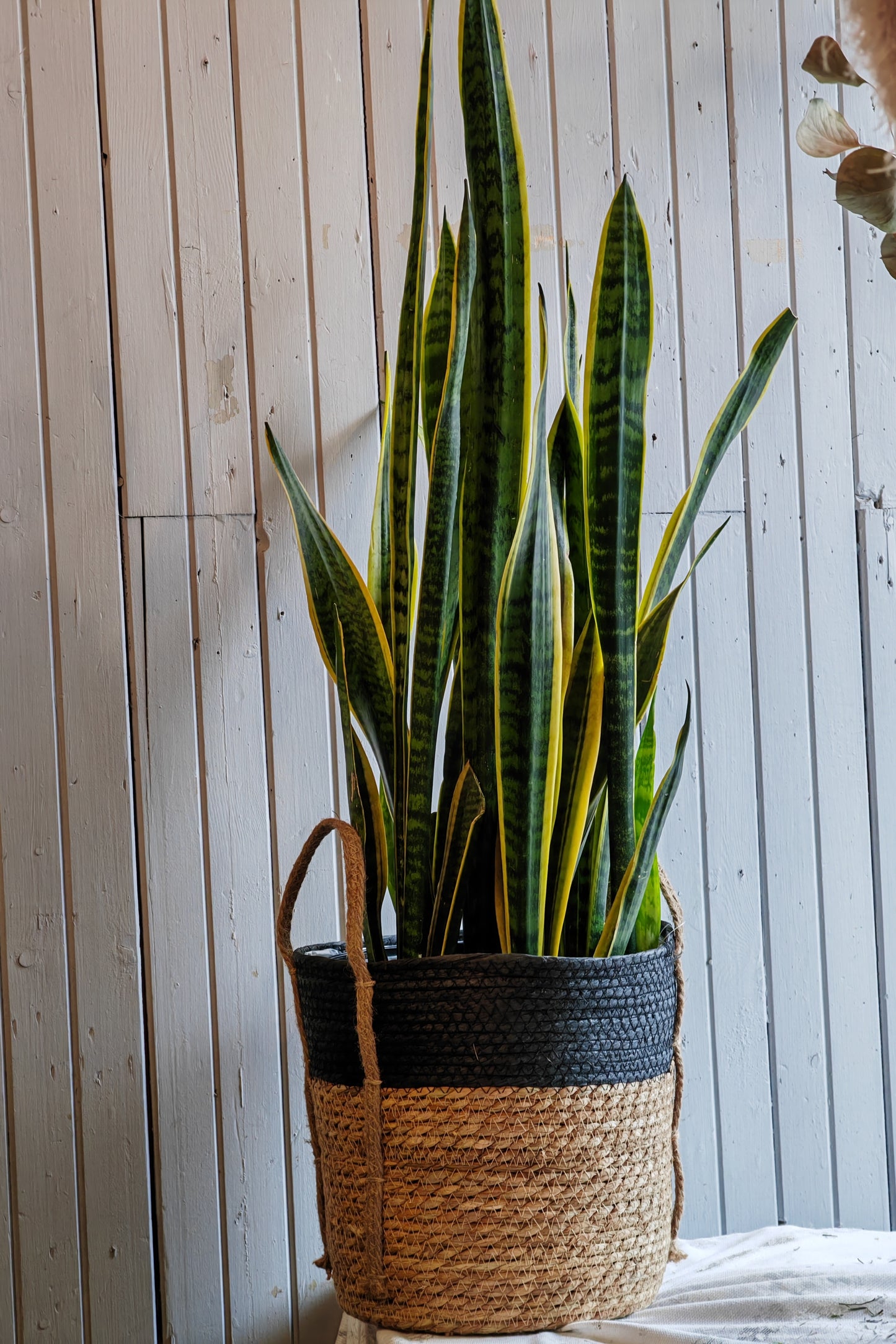 Sansevieria trifasciata Laurentii