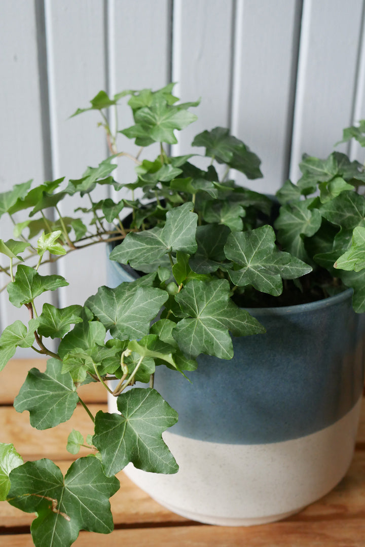 Hedera helix (Lierre)