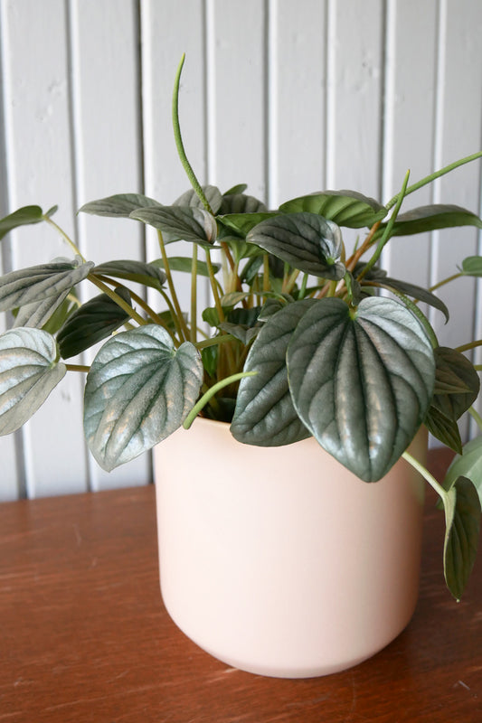 Peperomia Caperata "Frost"