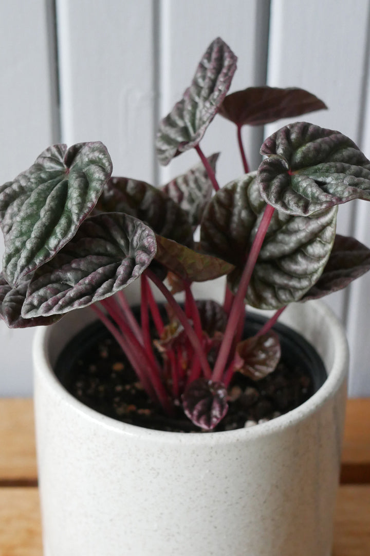 Peperomia Caperata  "Ripple"