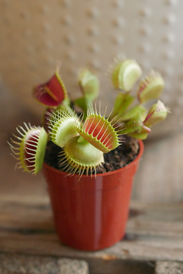 Plante Carnivore - Dionaea