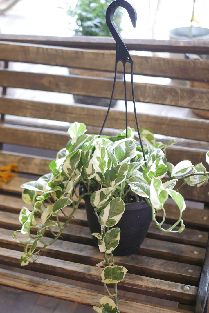 Pothos "Pearls and Jade"