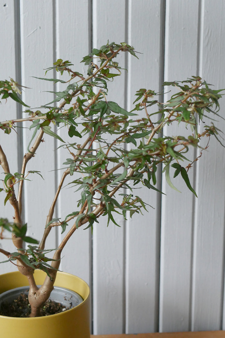 Begonia Partita