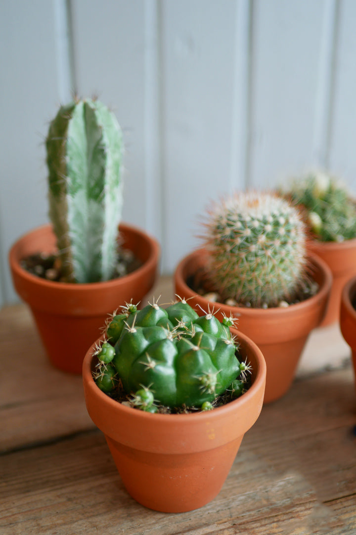 Cactus - Terracotta pot