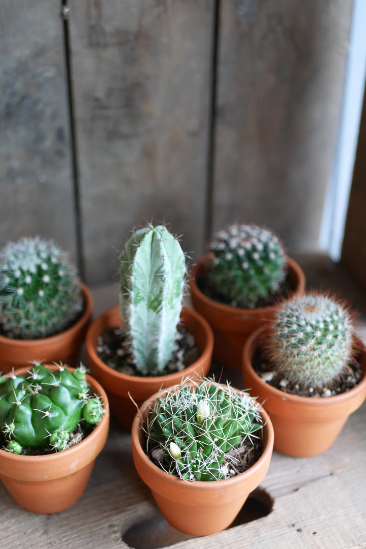 Cactus - Terracotta pot