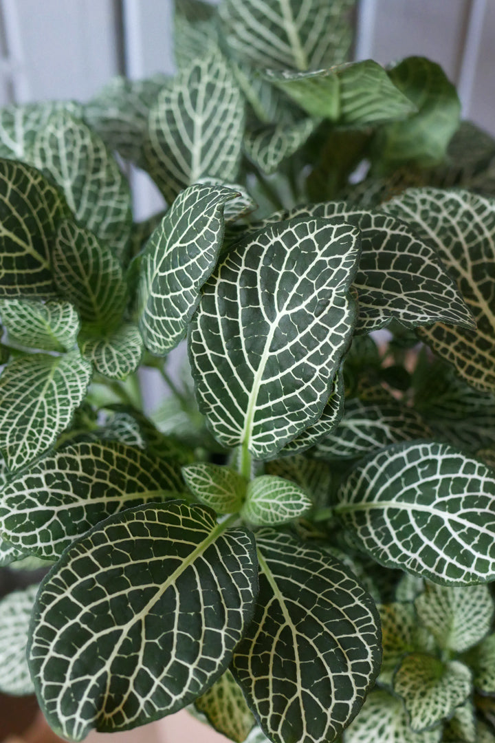 Fittonia