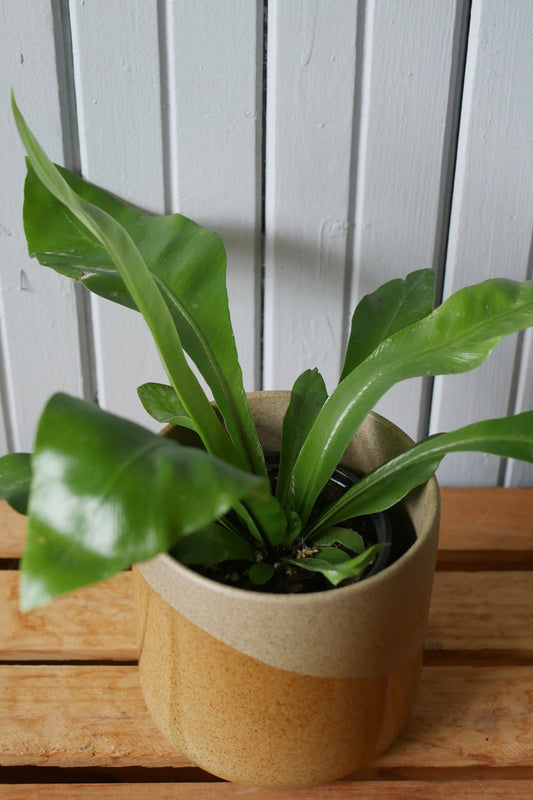 Fougère Asplenium "Crispy wave"