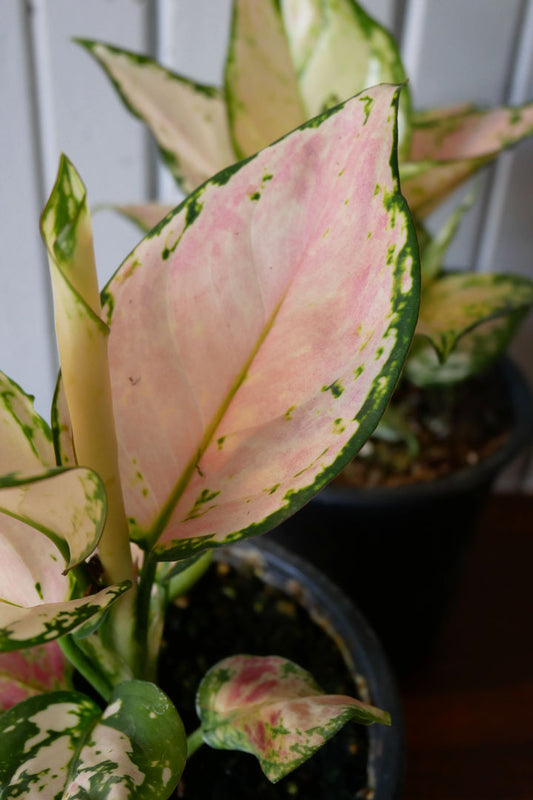 Aglaonema Lucky Red