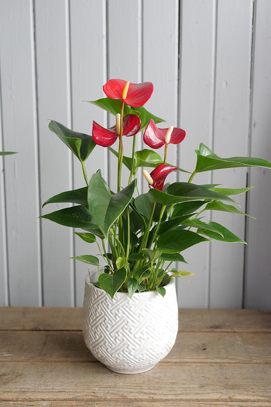 Anthurium