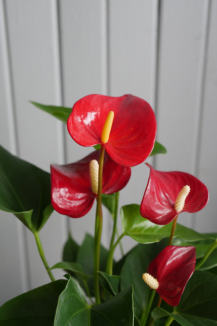 Anthurium