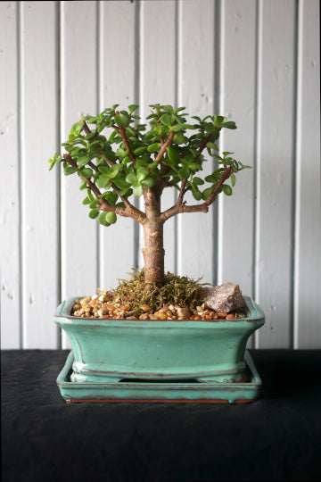 Bonsai - Portulacaria (Mini Jade)