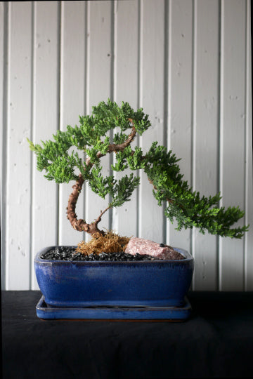 Bonsai - Genévrier