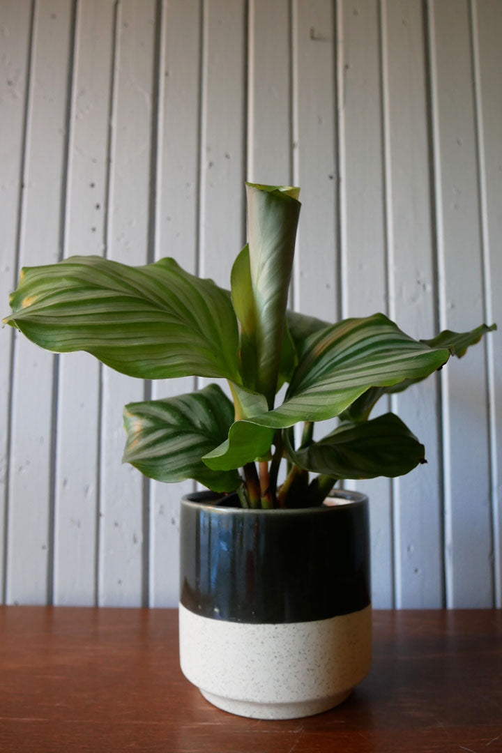 Calathea "Orbifolia"