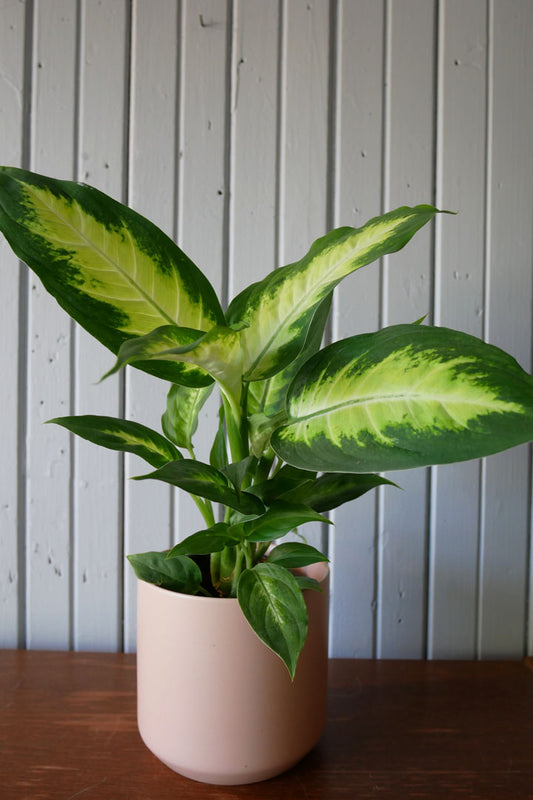 Dieffenbachia " Camilla"