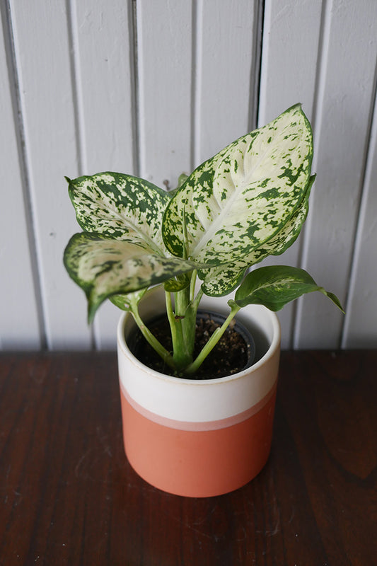 Dieffenbachia compacta