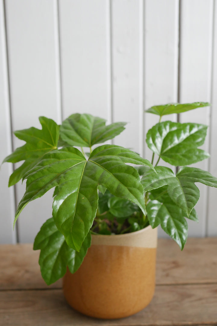 Fatsia japonica