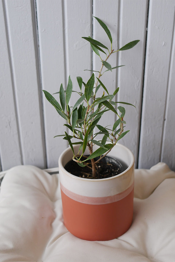 Ficus Nerifolia