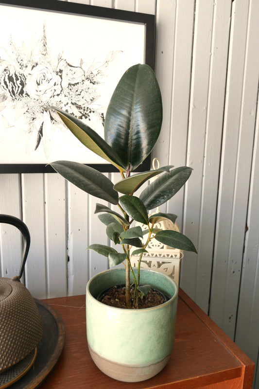 Ficus Elastica - Burgundi (caoutchouc)