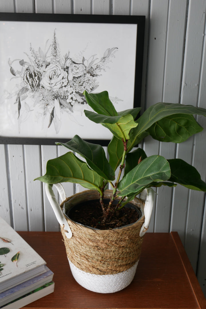 Ficus Lyrata