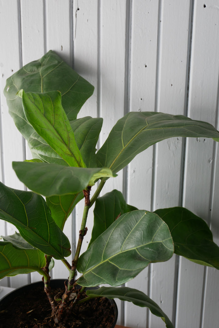 Ficus Lyrata