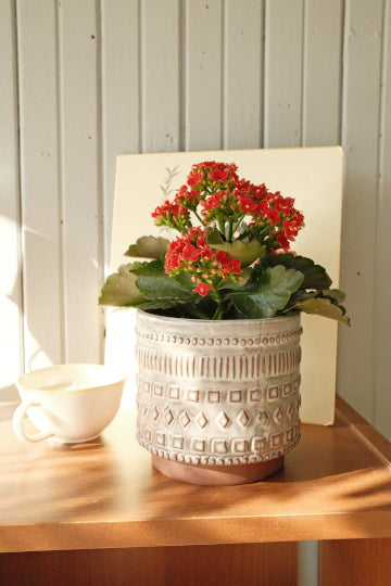 Kalanchoe