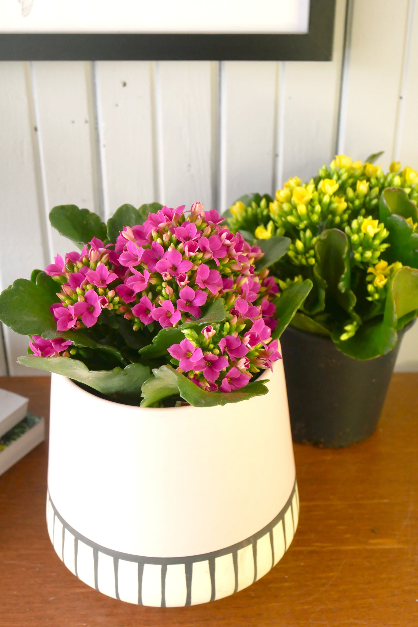 Kalanchoe