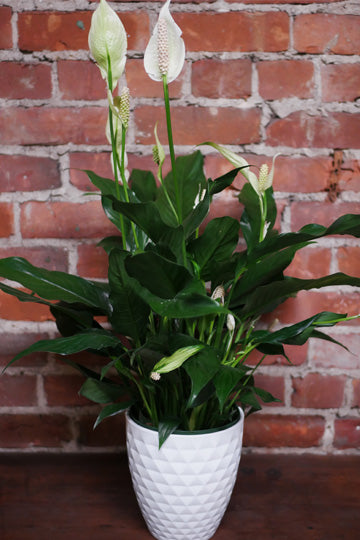 Lys de la paix (Spathiphyllum)