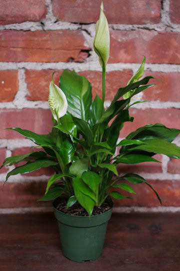 Lys de la paix (Spathiphyllum)