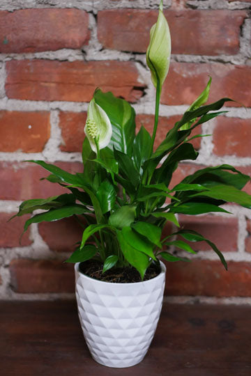 Lys de la paix (Spathiphyllum)