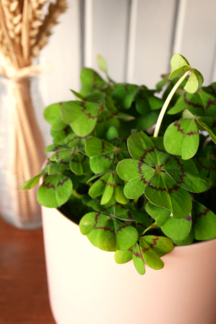 Oxalis Tetraphylla