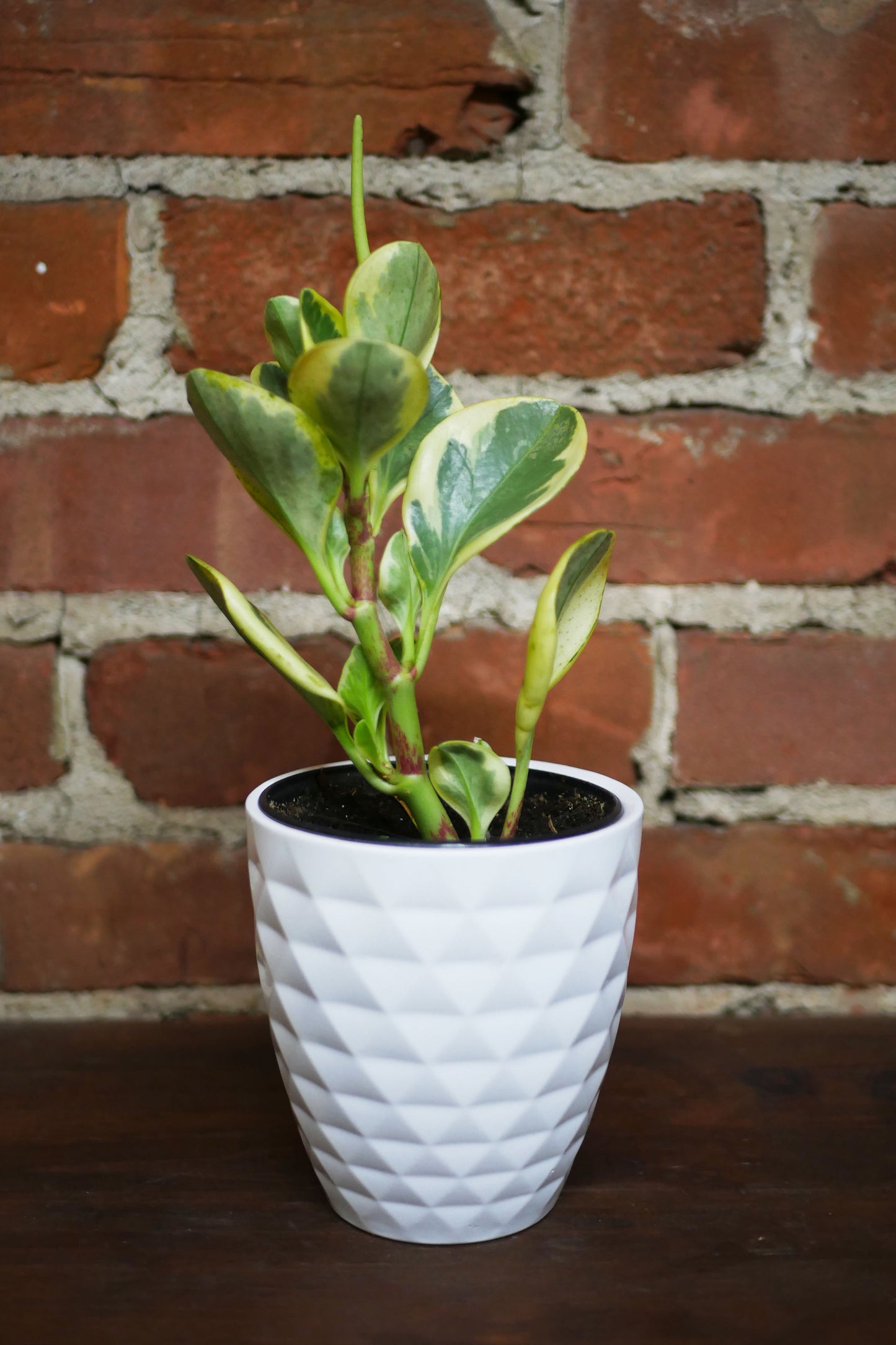 Peperomia obtusifolia "Marble"