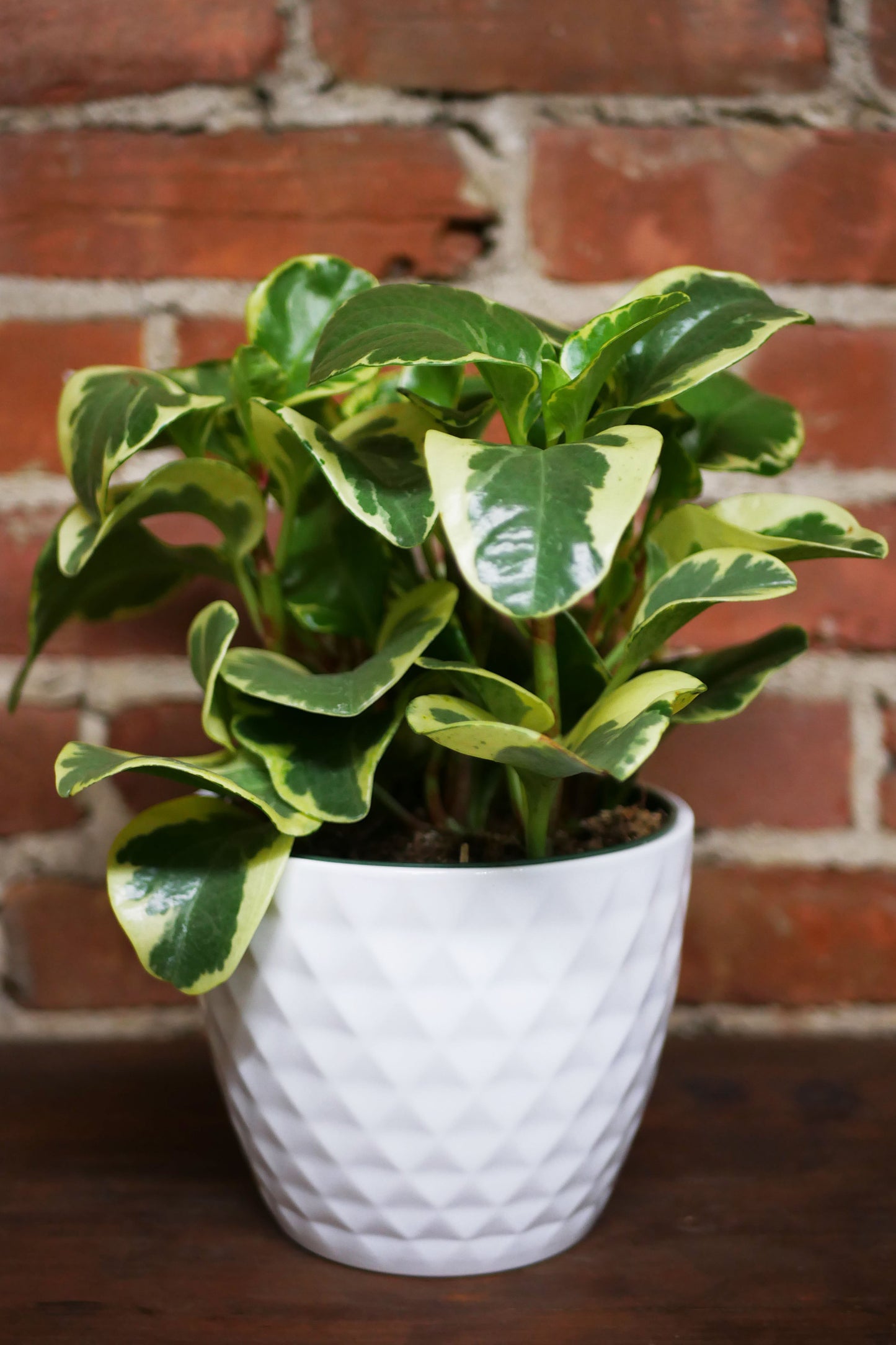 Peperomia obtusifolia "Marble"