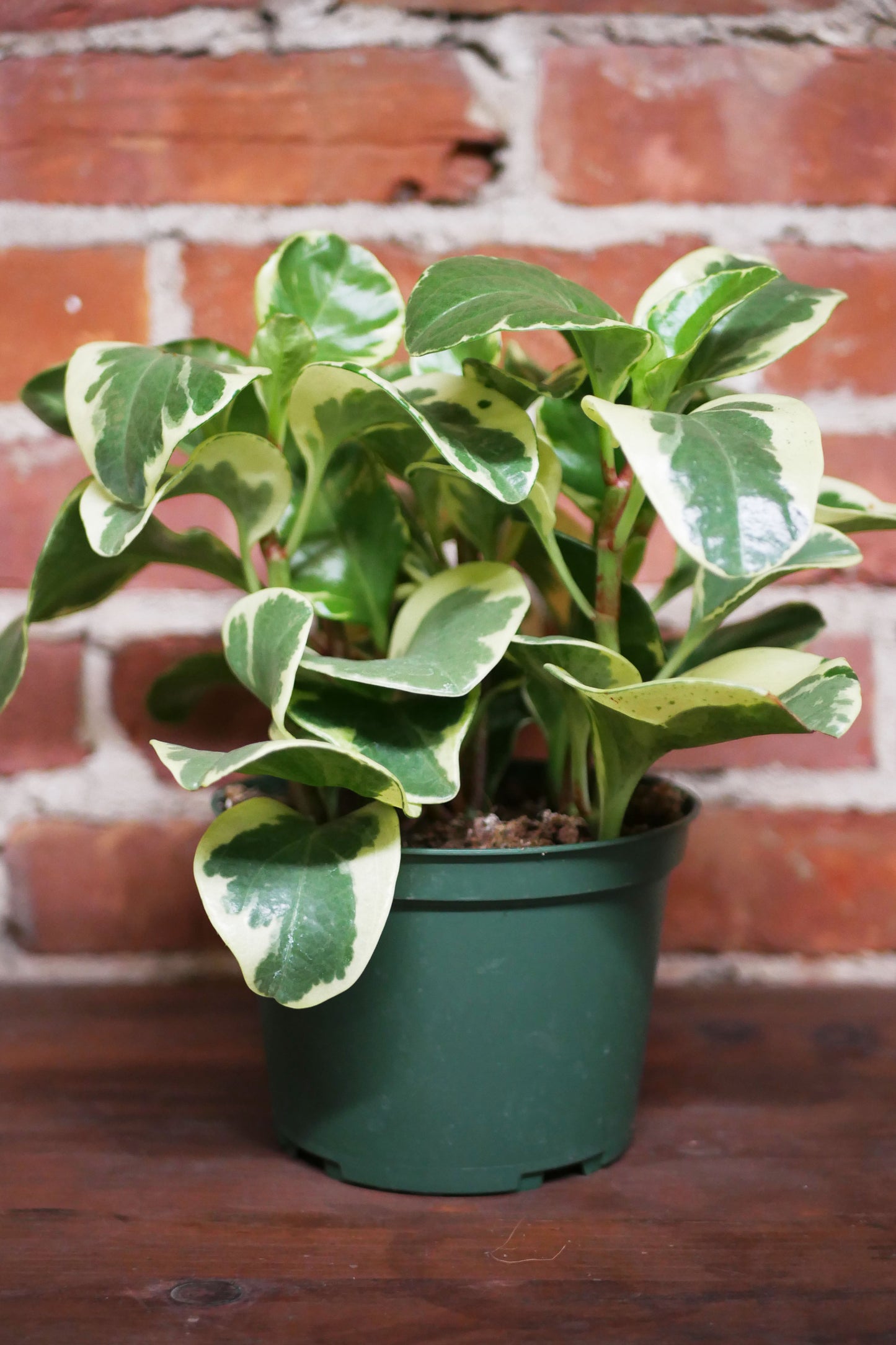 Peperomia obtusifolia "Marble"