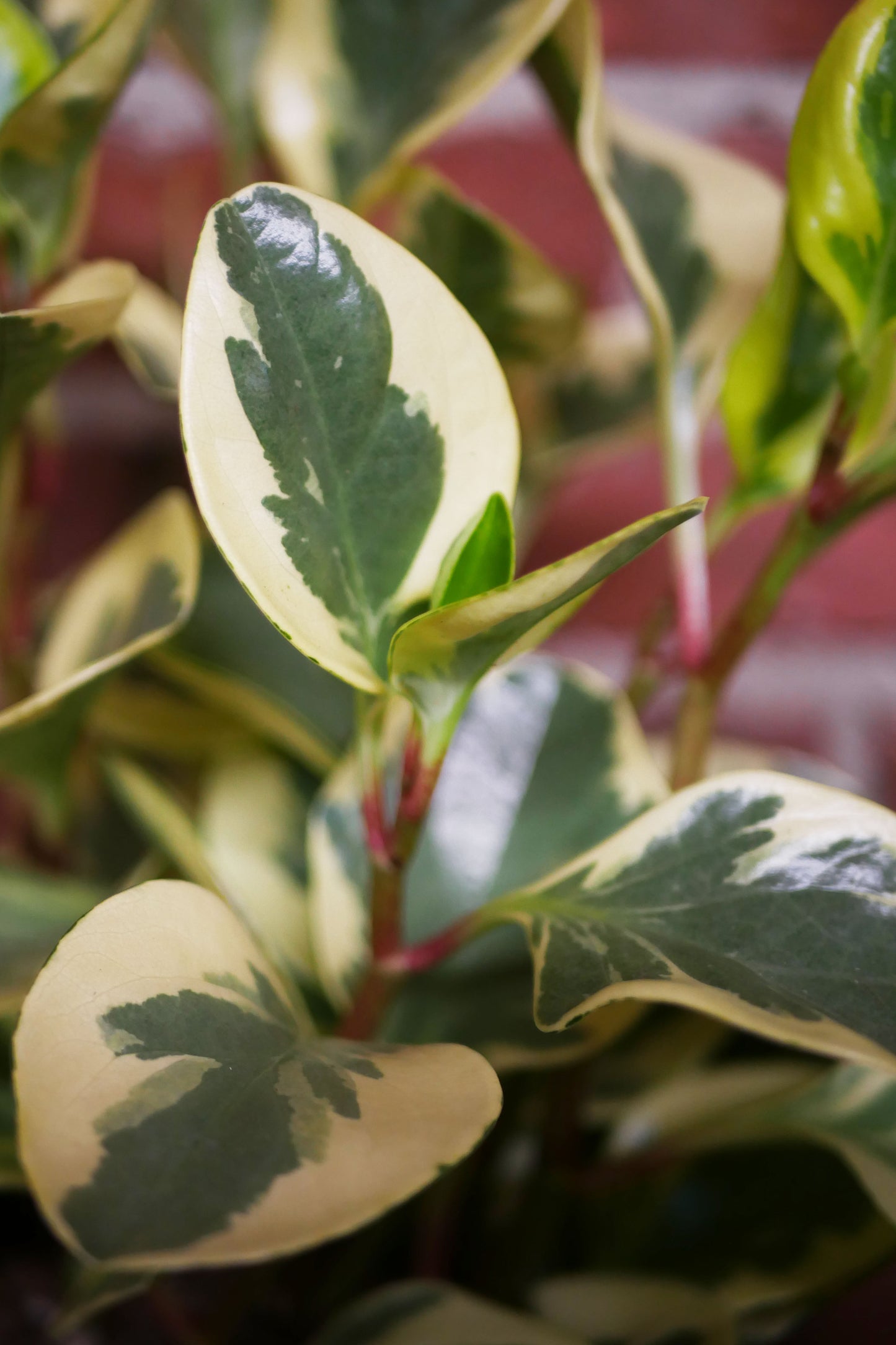 Peperomia obtusifolia "Marble"