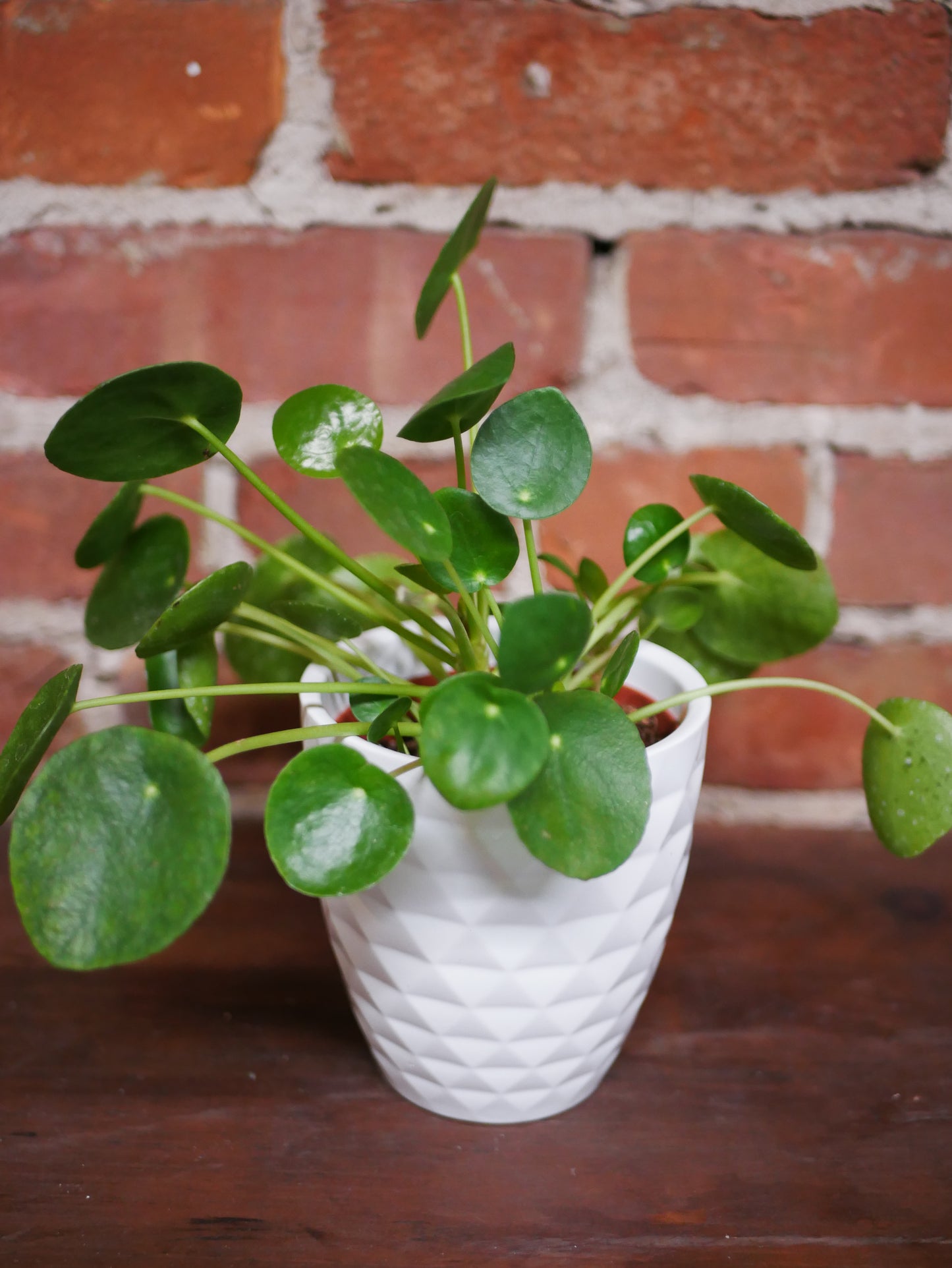 Pilea Peperomioides