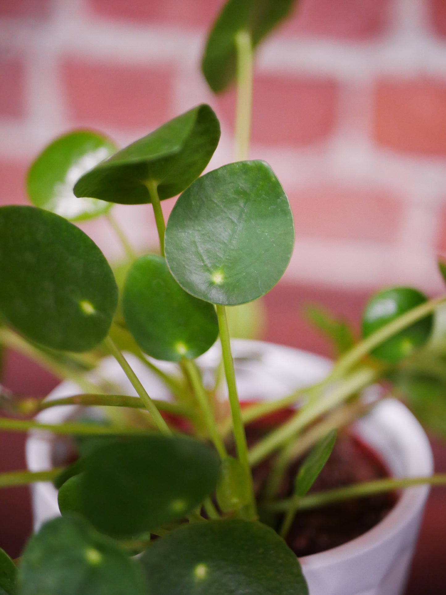 Pilea Peperomioides